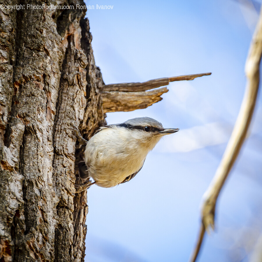 Plant, Tree, Tree Trunk, Animal, Bird