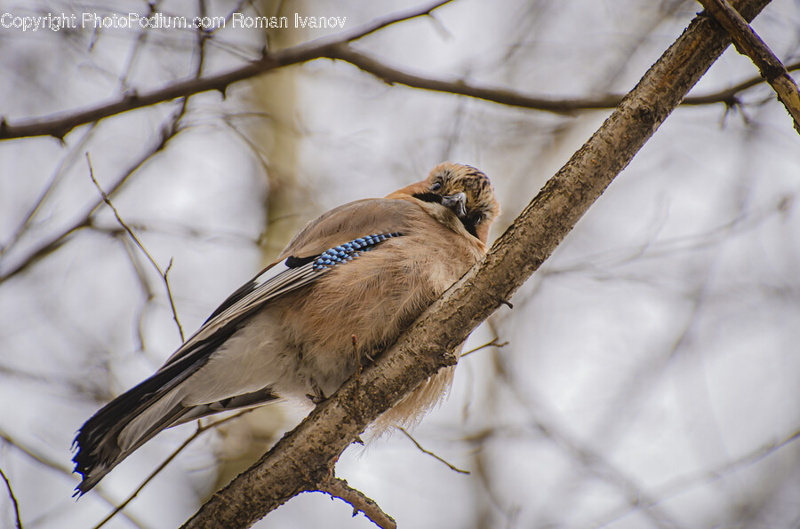 Animal, Bird, Jay, Blue Jay, Bluebird