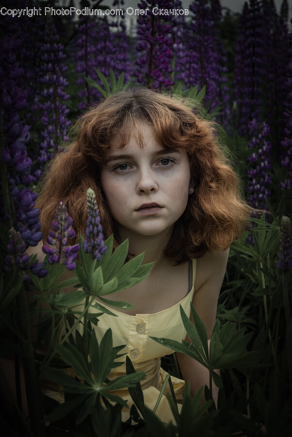 Flower, Lupin, Plant, Face, Head