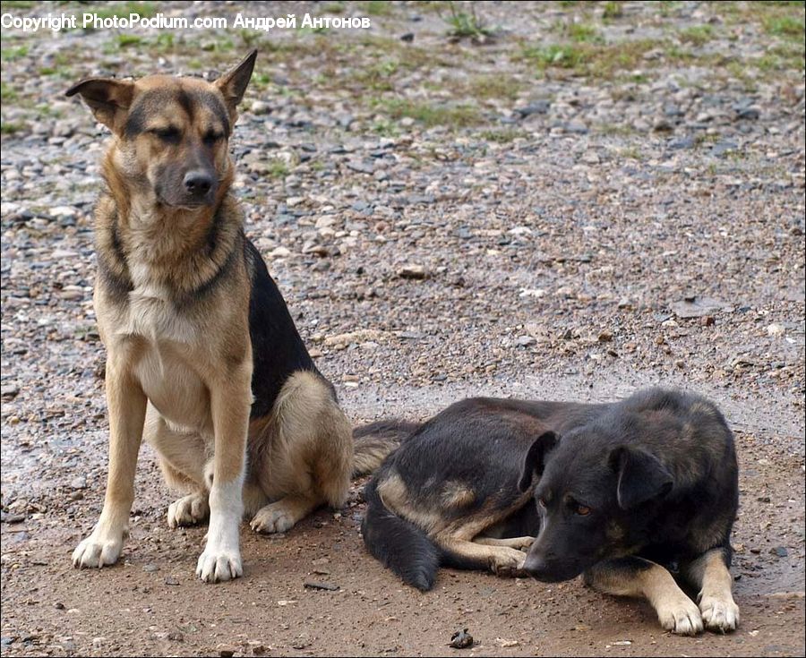 Animal, Canine, Dog, German Shepherd, Mammal, Pet, Zoo