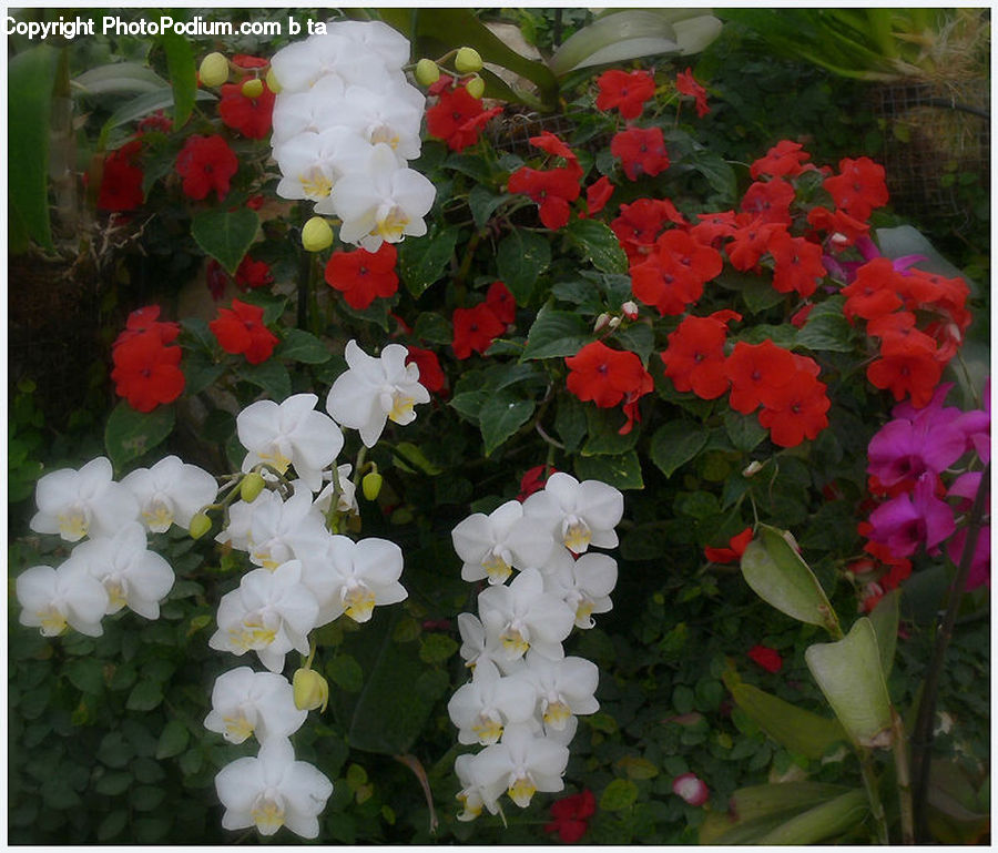 Blossom, Flora, Flower, Geranium, Plant, Gladiolus, Flower Arrangement