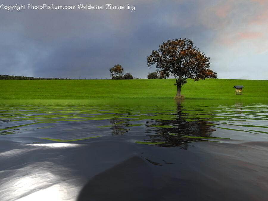 Field, Plant, Tree, Nature, Outdoors