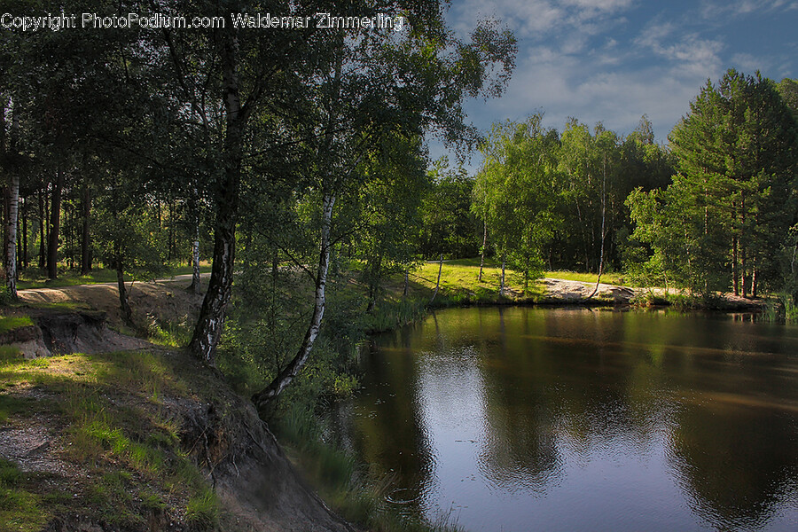 Nature, Outdoors, Pond, Water, Plant