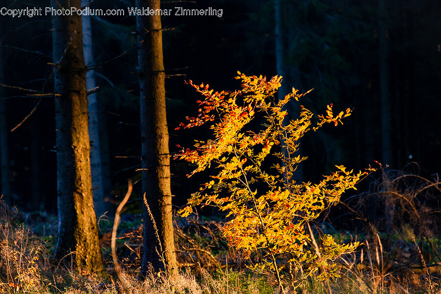 Plant, Tree, Tree Trunk, Vegetation, Leaf