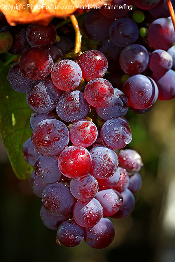 Food, Fruit, Grapes, Plant, Produce