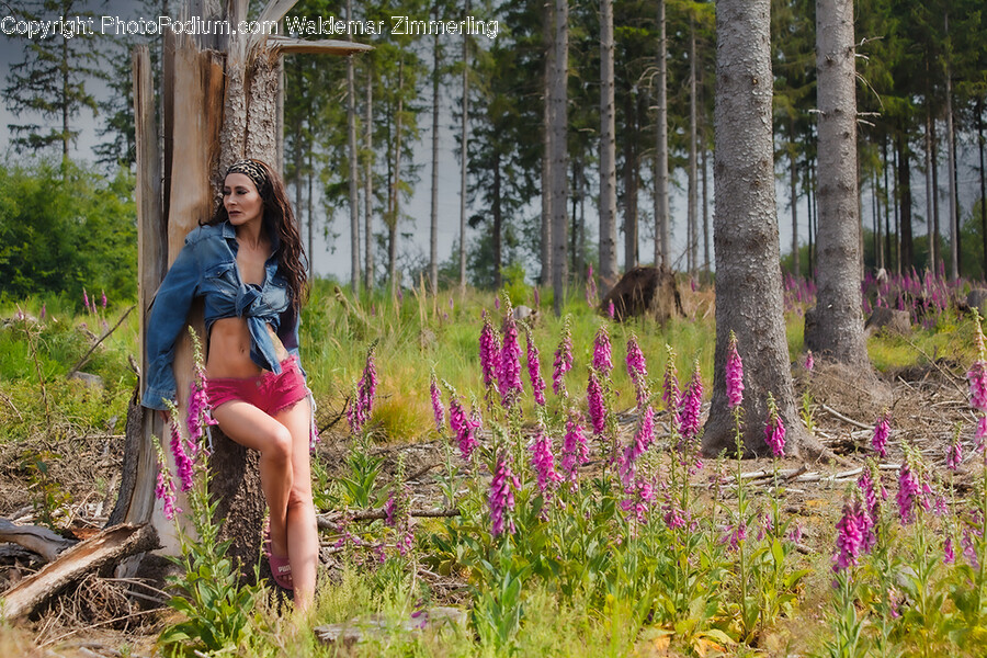 Plant, Vegetation, Grove, Land, Nature
