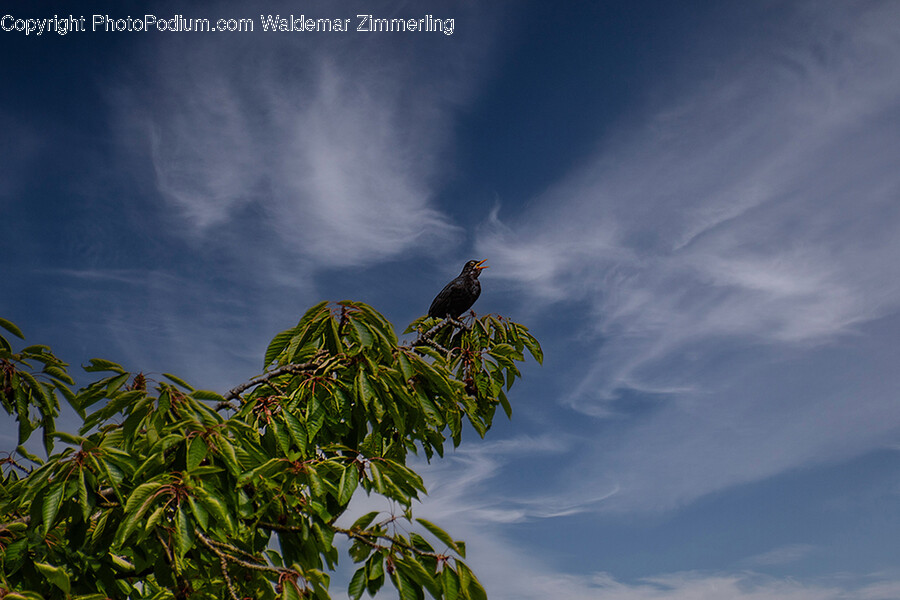 Animal, Bird, Blackbird, Food, Fruit