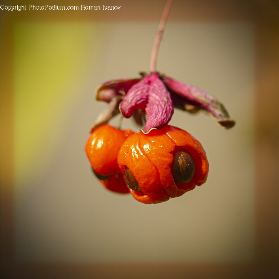Food, Fruit, Plant, Produce, Cherry