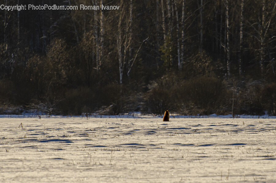 Plant, Tree, Animal, Bear, Mammal