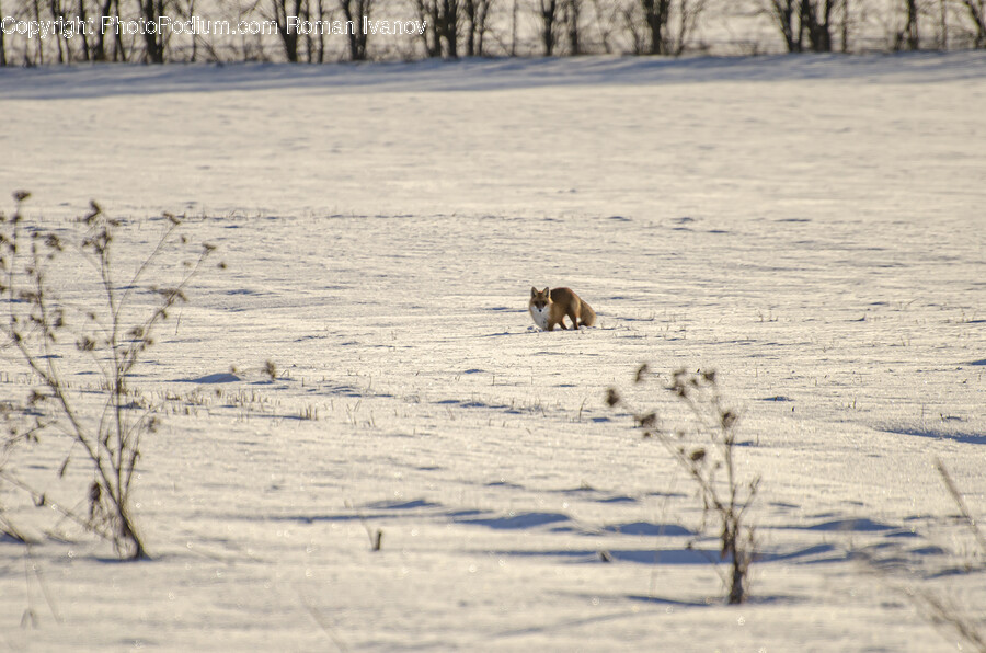 Animal, Canine, Fox, Kit Fox, Mammal