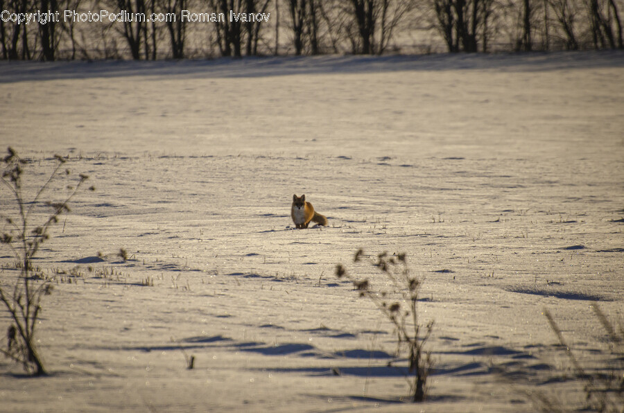 Animal, Coyote, Mammal, Canine, Red Wolf