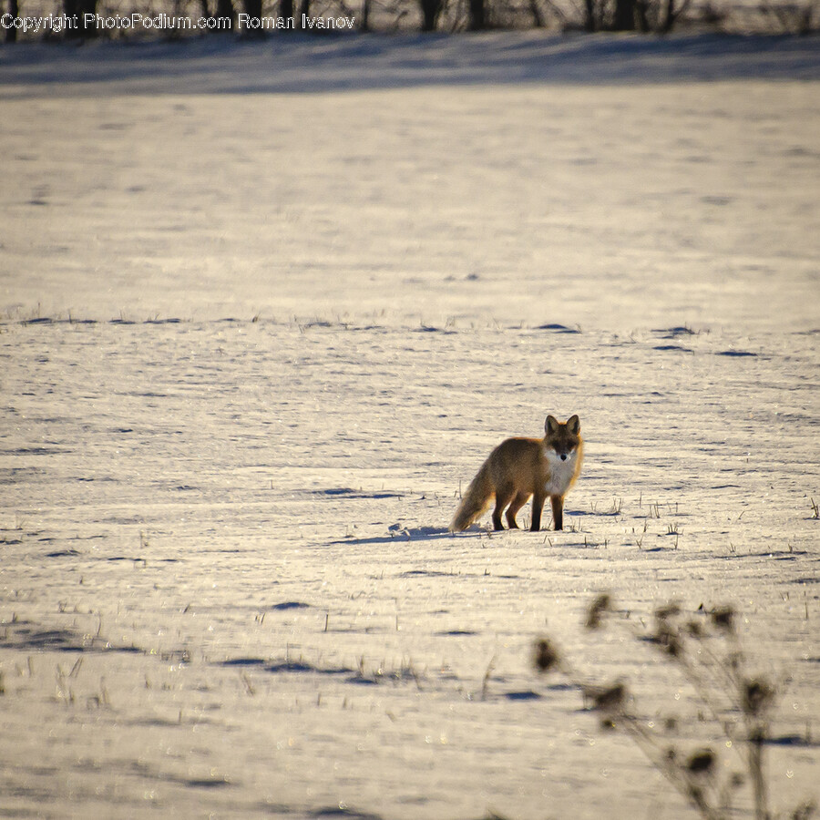 Animal, Mammal, Fox, Wildlife, Canine