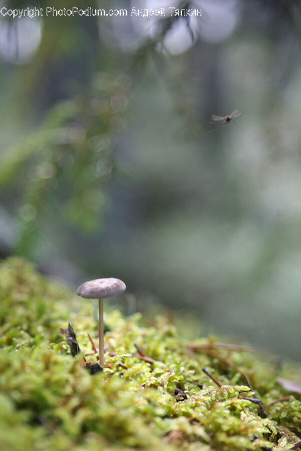 Fungus, Plant, Agaric, Mushroom, Amanita