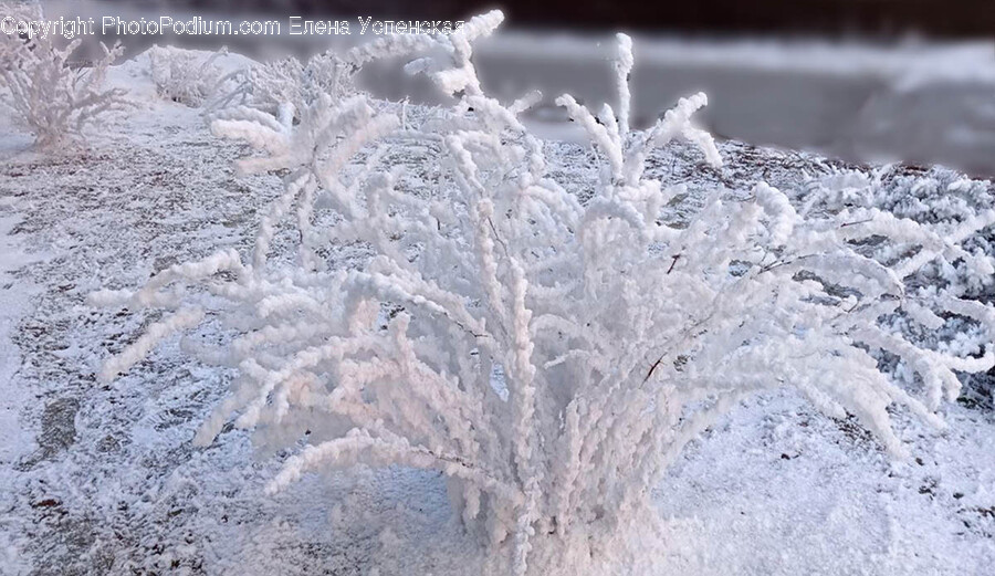 Ice, Nature, Outdoors, Weather, Frost