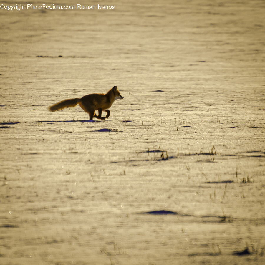 Animal, Mammal, Fox, Wildlife, Canine