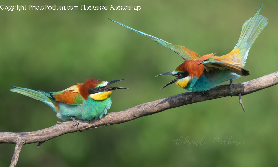 Animal, Bee Eater, Bird, Beak