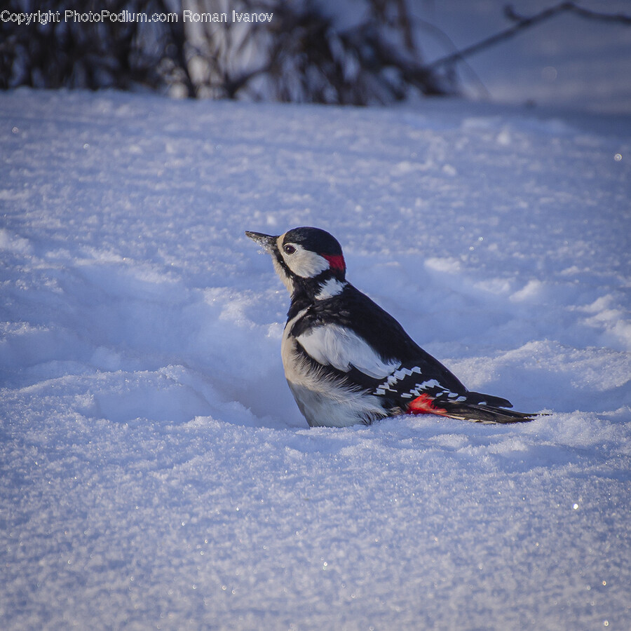Animal, Bird, Ice, Outdoors, Nature
