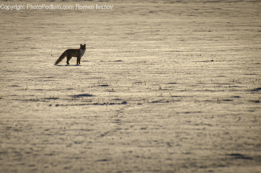 Animal, Mammal, Cat, Pet, Wildlife