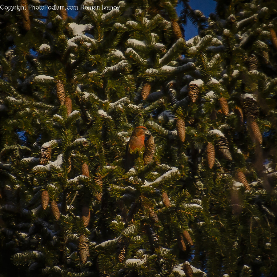 Plant, Tree, Conifer, Fir, Spruce