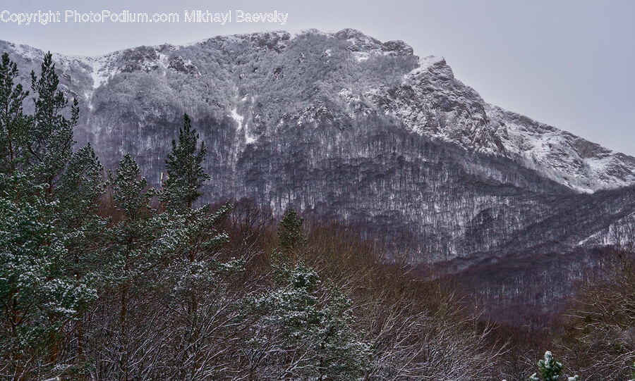 Plant, Tree, Fir, Mountain, Mountain Range