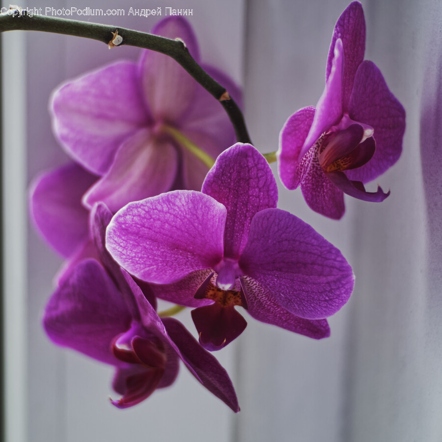 Flower, Plant, Orchid, Geranium, Petal