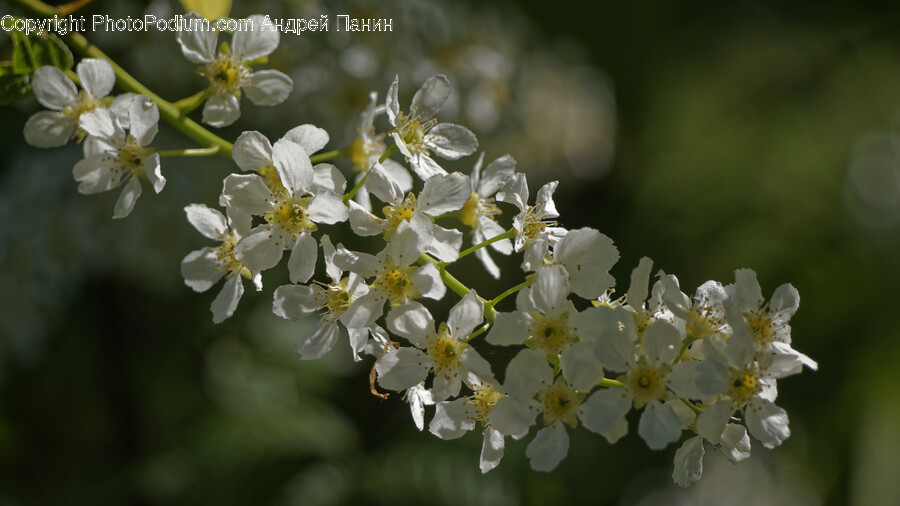 Plant, Pollen, Flower, Geranium, Petal