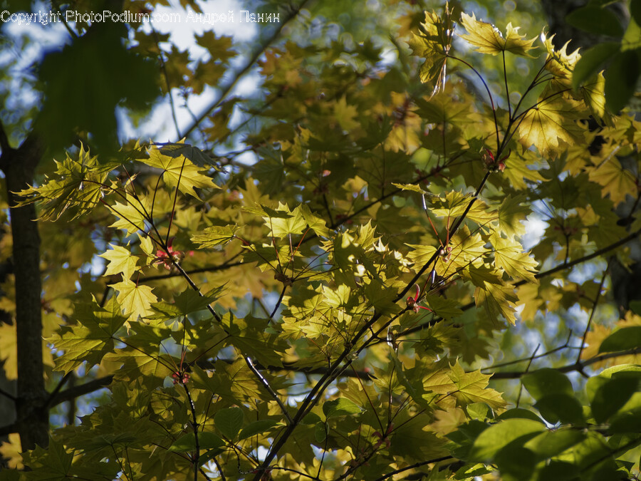 Leaf, Plant, Tree, Maple, Tree Trunk
