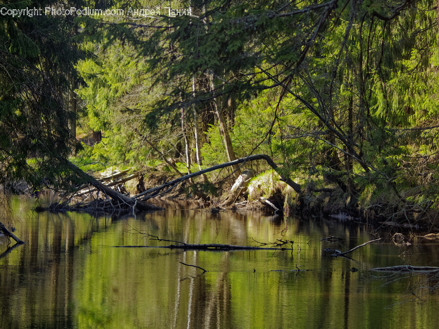 Land, Nature, Outdoors, Swamp, Water