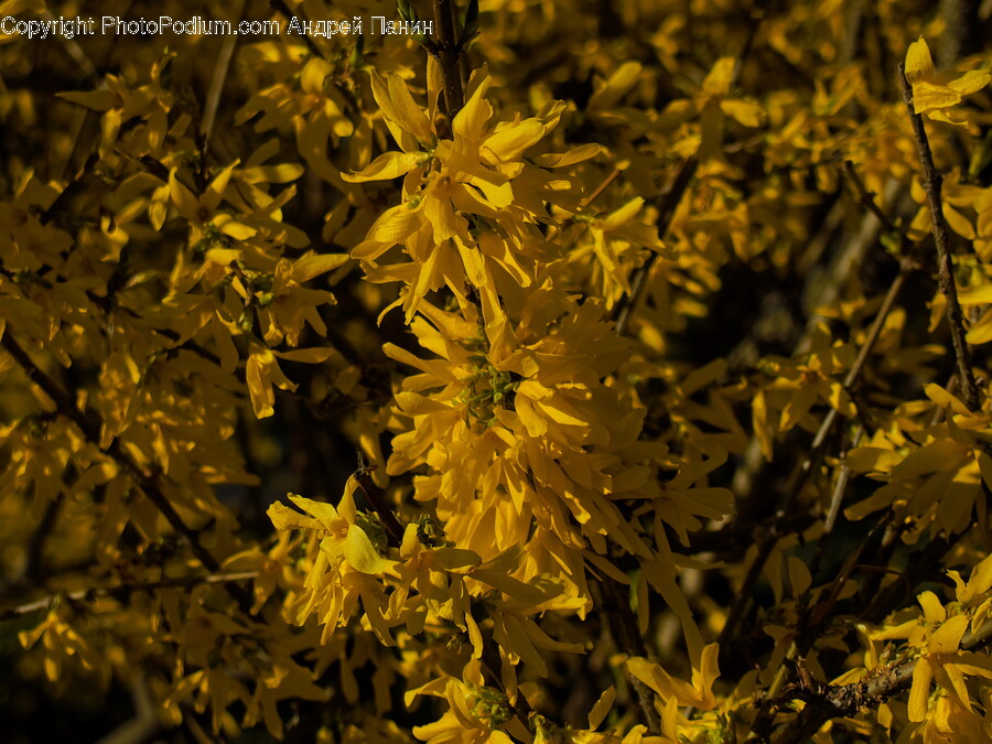 Plant, Pollen, Flower, Petal, Leaf