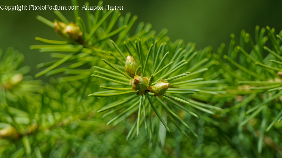 Plant, Tree, Conifer, Fir, Pine