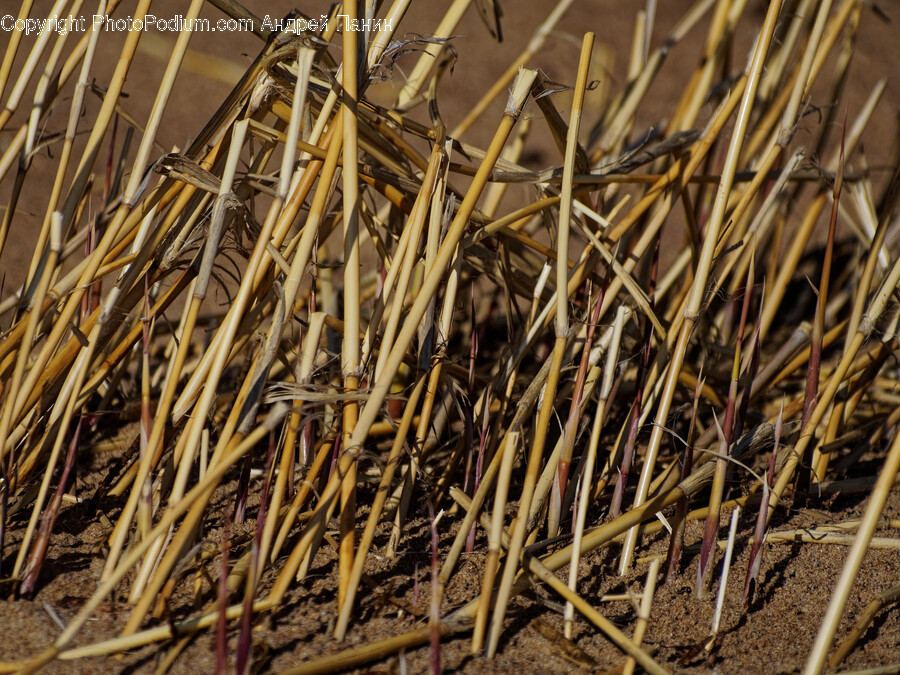 Countryside, Nature, Outdoors, Straw, Grass