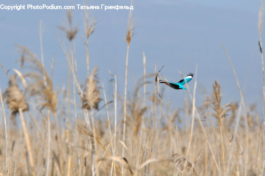 Grass, Plant, Reed, Field, Grassland, Bee Eater, Bird