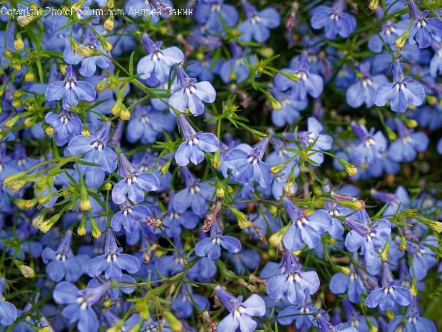 Flower, Geranium, Plant, Flax, Iris