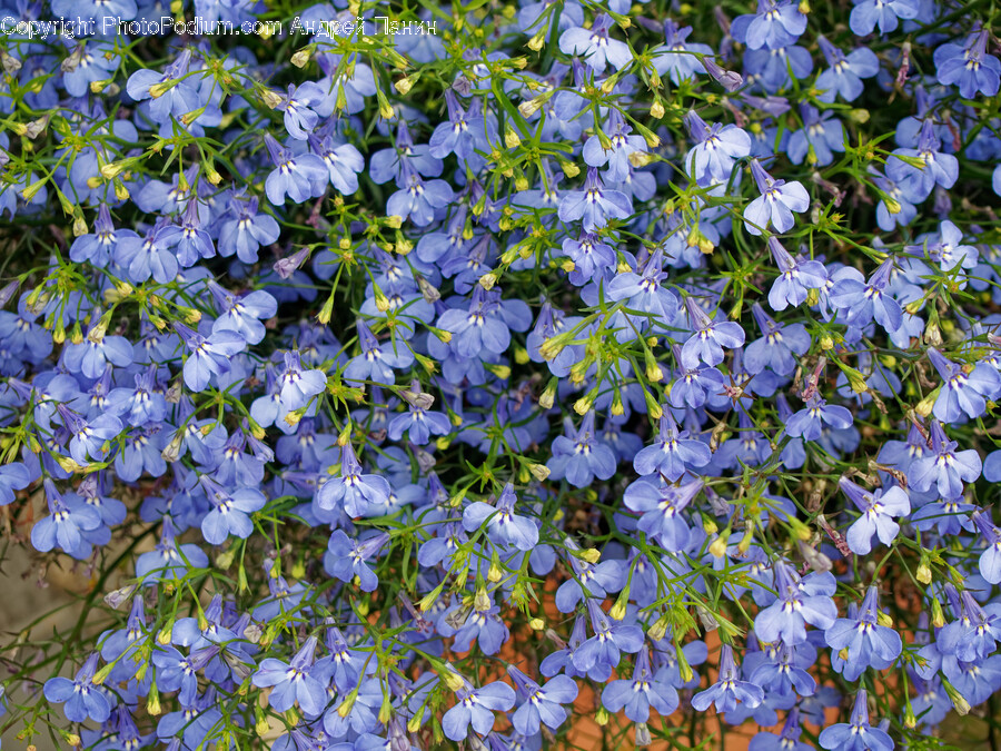 Flower, Geranium, Plant, Flax, Petal