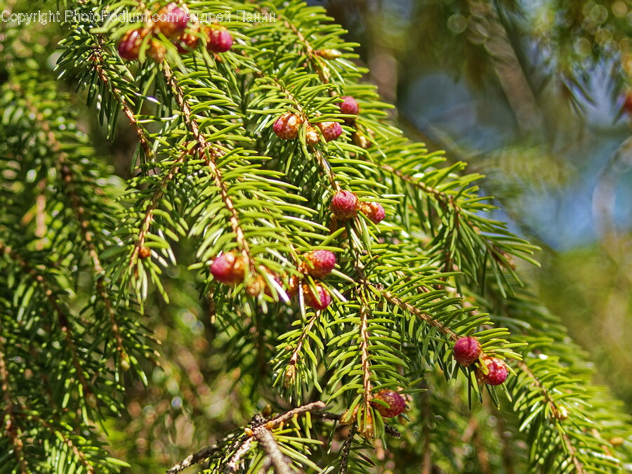 Plant, Tree, Conifer, Fir, Spruce