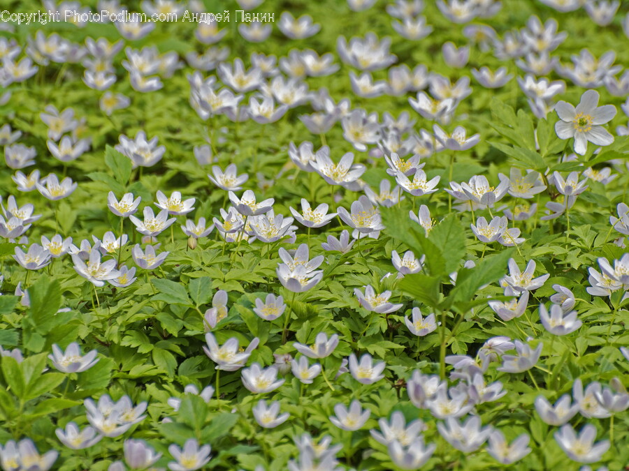 Anemone, Flower, Plant, Petal, Daisy