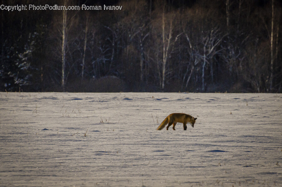 Animal, Mammal, Fox, Wildlife, Canine