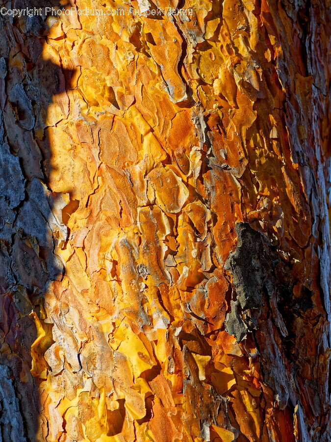 Plant, Tree, Tree Trunk, Leaf, Rock
