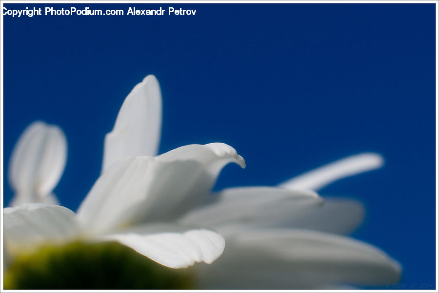 Blossom, Flora, Flower, Geranium, Plant, Cherry Blossom, Daisies