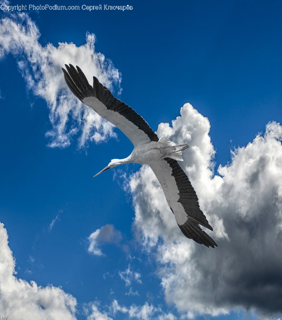 Animal, Bird, Flying, Stork, Waterfowl