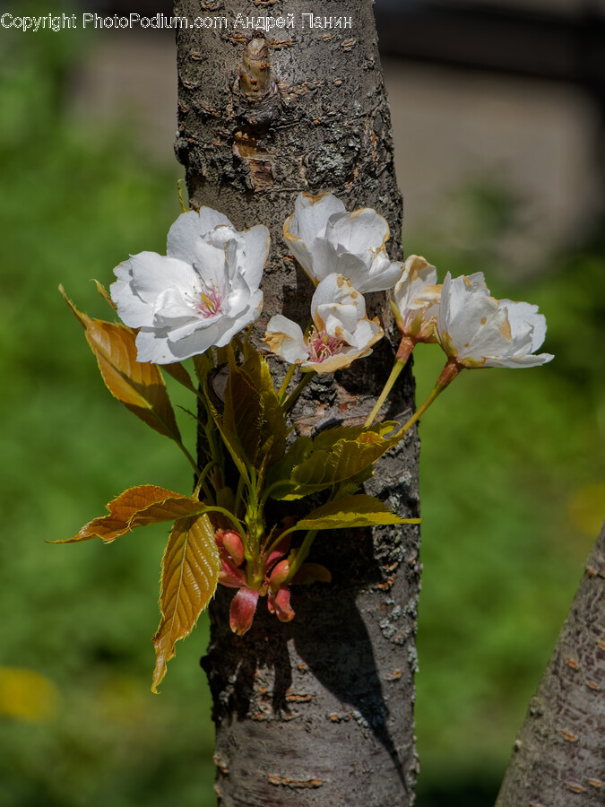Plant, Tree, Flower, Tree Trunk, Petal