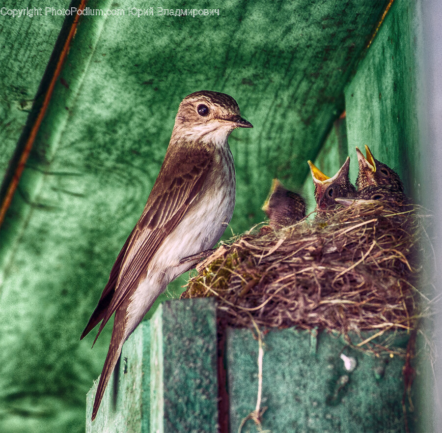 Animal, Bird, Anthus, Finch, Nest