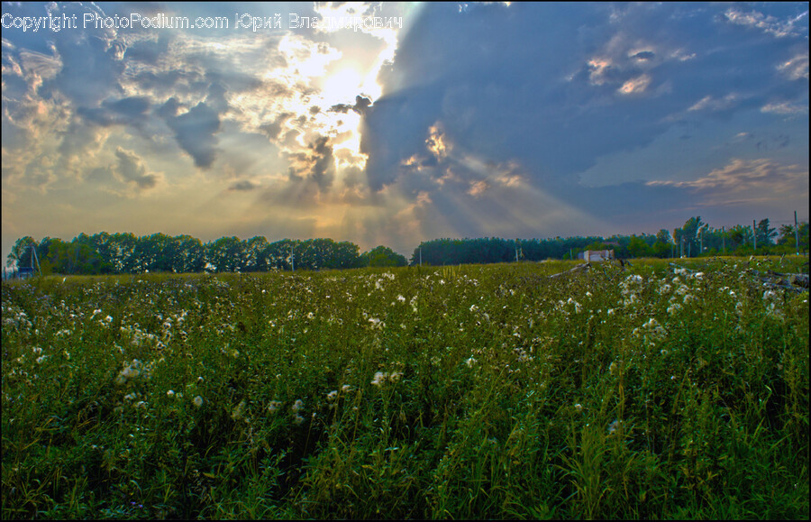 Countryside, Field, Grassland, Meadow, Nature