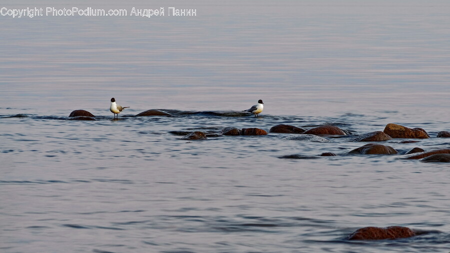Nature, Outdoors, Sea, Water, Animal