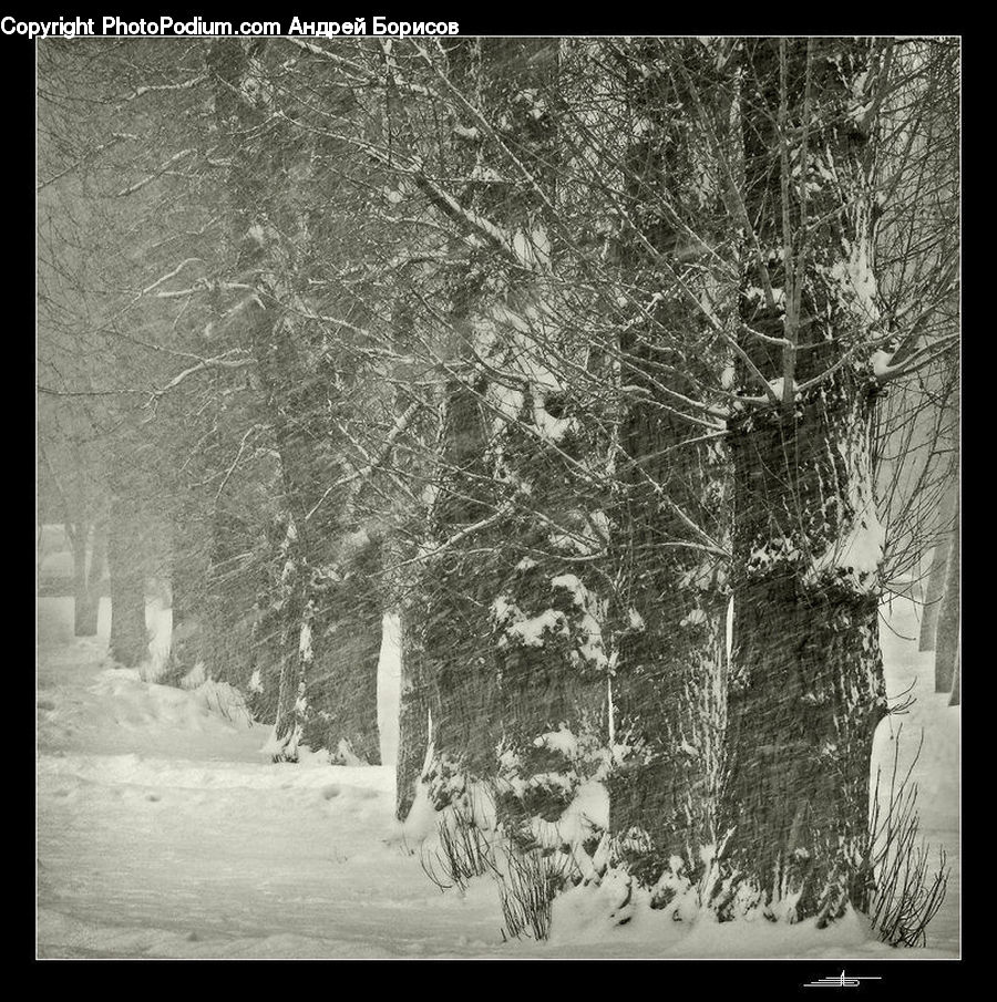 Ice, Outdoors, Snow, Plant, Tree, Forest, Vegetation