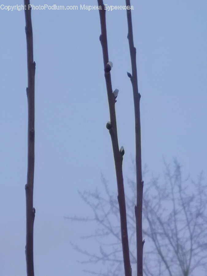 Bud, Flower, Plant, Sprout, Tree