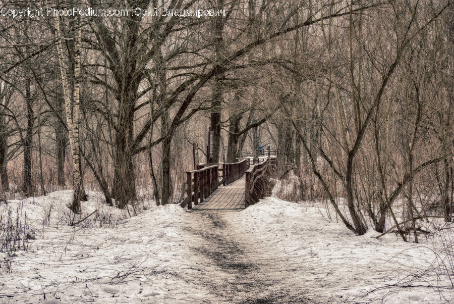 Path, Boardwalk, Bridge, Plant, Tree