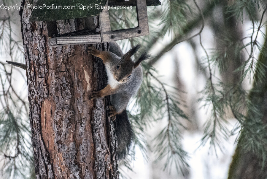 Plant, Tree, Fir, Animal, Mammal