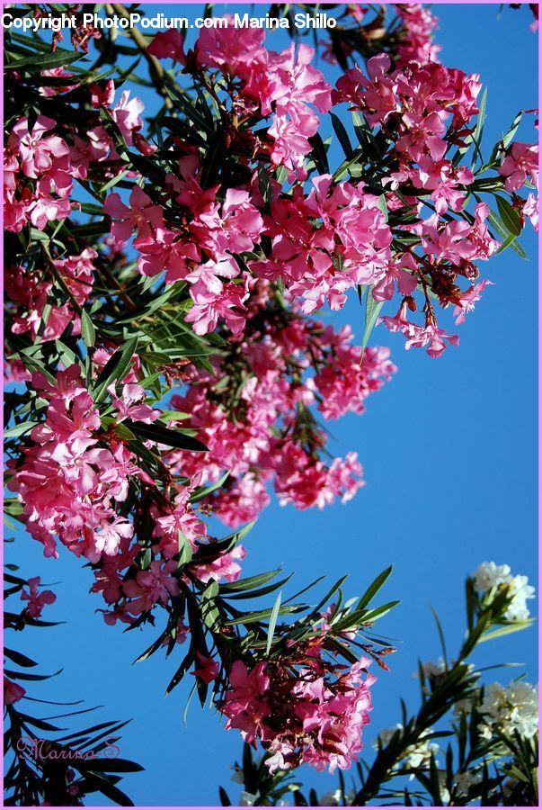 Plant, Potted Plant, Blossom, Flora, Flower, Bush, Vegetation