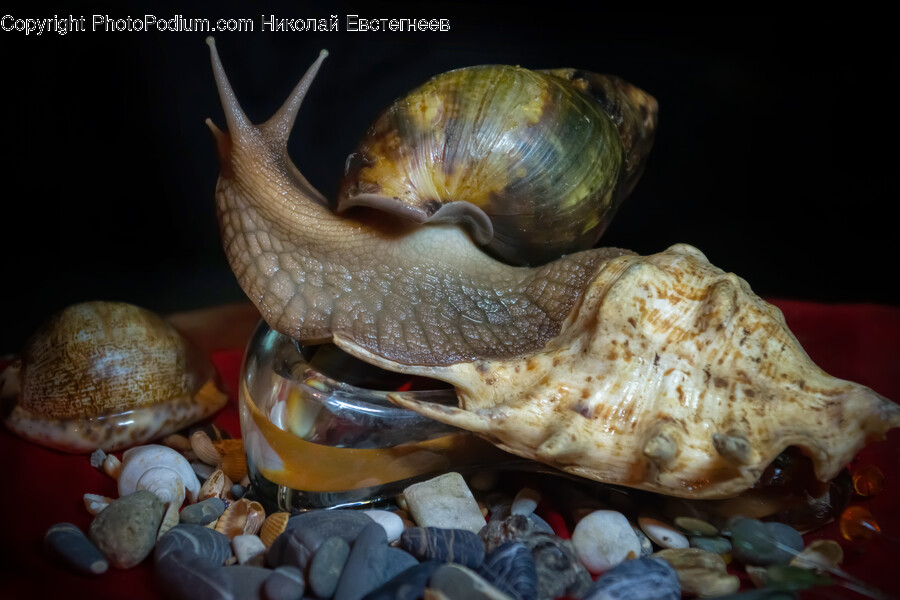 Burger, Food, Animal, Invertebrate, Sea Life